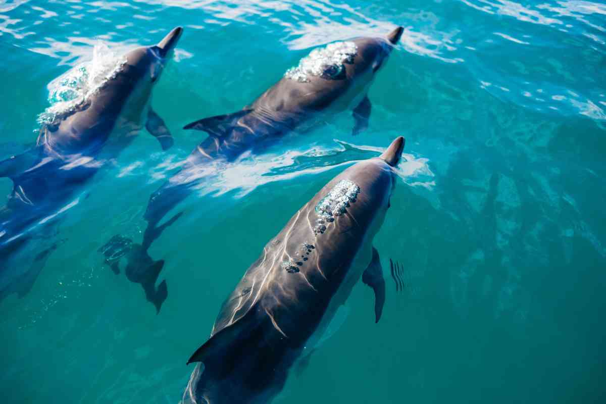 Maldives Internship Program: Dolphin Spotting